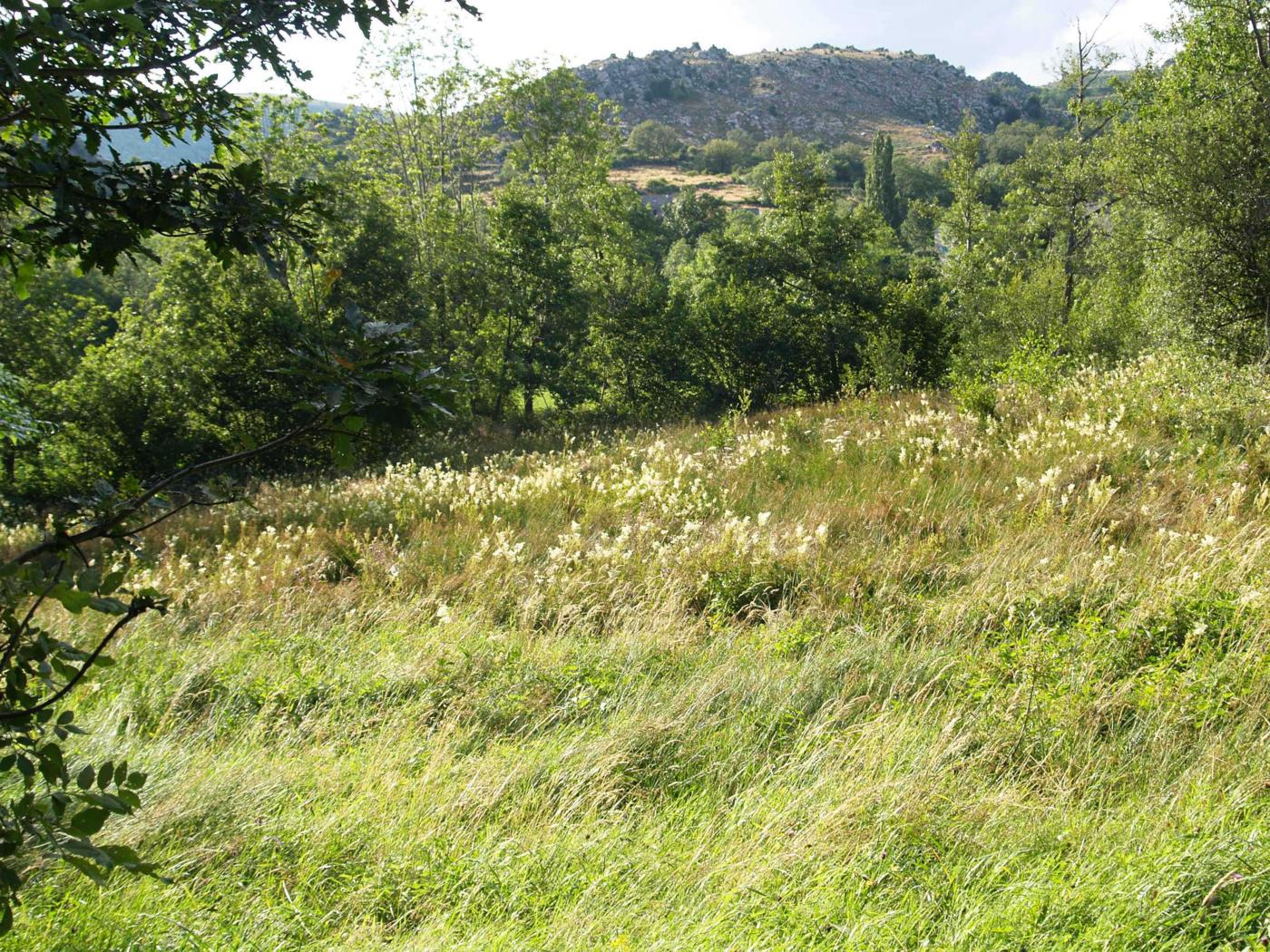 Meadow-sweet plant